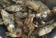 小鲫鱼爆料直播视频